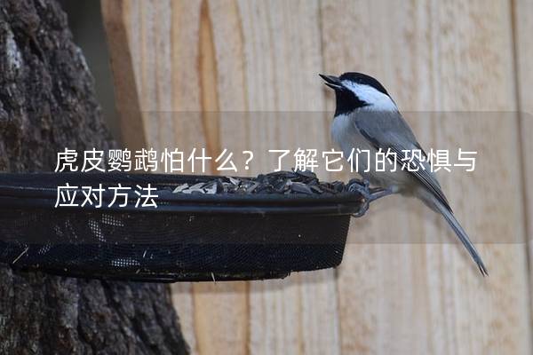 虎皮鹦鹉怕什么？了解它们的恐惧与应对方法