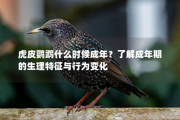 虎皮鹦鹉什么时候成年？了解成年期的生理特征与行为变化