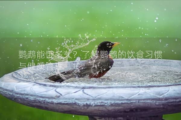 鹦鹉能饿多久？了解鹦鹉的饮食习惯与健康管理