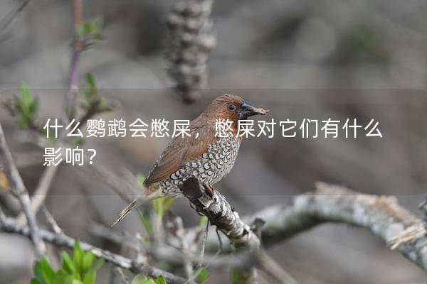 什么鹦鹉会憋屎，憋屎对它们有什么影响？