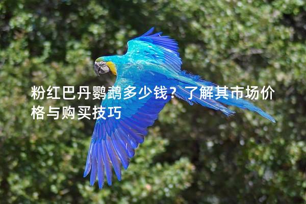 粉红巴丹鹦鹉多少钱？了解其市场价格与购买技巧