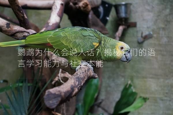 鹦鹉为什么会说人话？揭秘它们的语言学习能力与社交本能