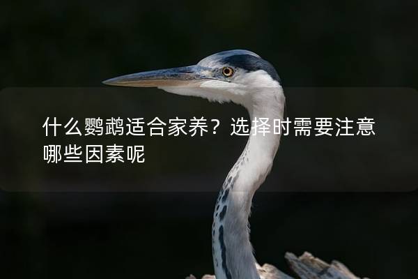 什么鹦鹉适合家养？选择时需要注意哪些因素呢
