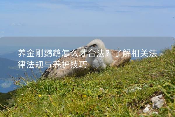 养金刚鹦鹉怎么才合法？了解相关法律法规与养护技巧