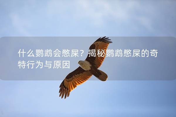 什么鹦鹉会憋屎？揭秘鹦鹉憋屎的奇特行为与原因