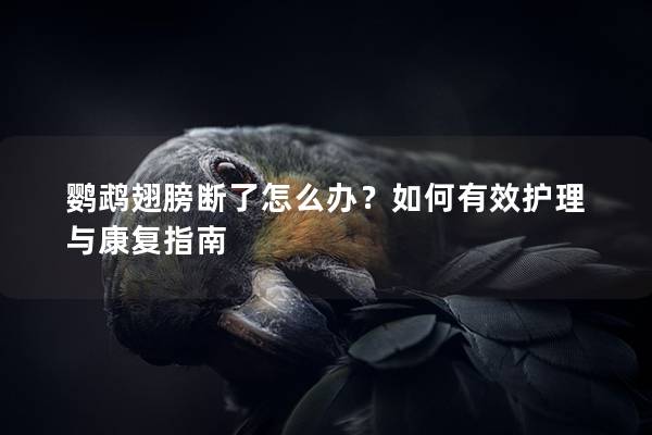鹦鹉翅膀断了怎么办？如何有效护理与康复指南