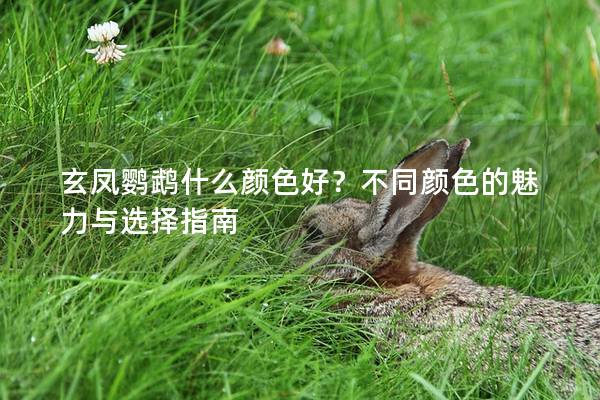 玄凤鹦鹉什么颜色好？不同颜色的魅力与选择指南