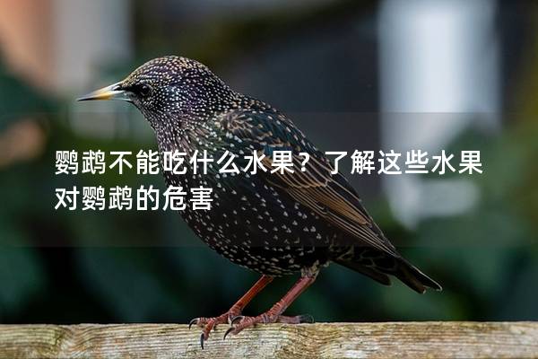 鹦鹉不能吃什么水果？了解这些水果对鹦鹉的危害