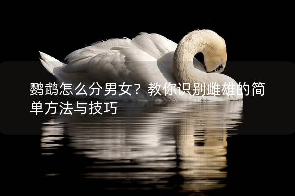 鹦鹉怎么分男女？教你识别雌雄的简单方法与技巧