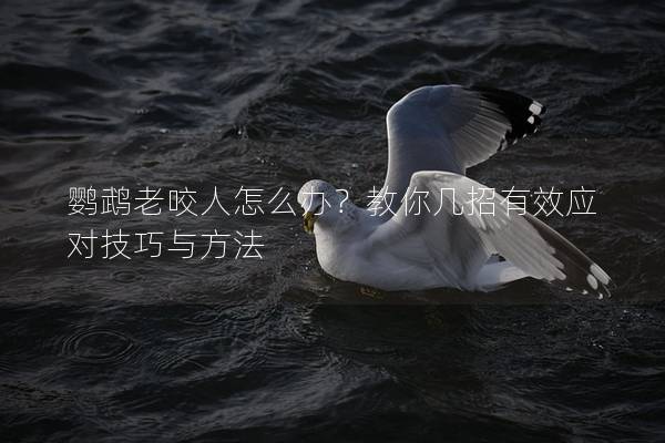 鹦鹉老咬人怎么办？教你几招有效应对技巧与方法