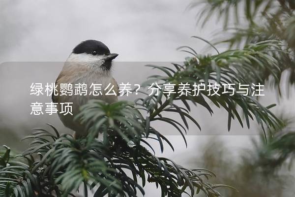 绿桃鹦鹉怎么养？分享养护技巧与注意事项