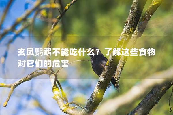 玄凤鹦鹉不能吃什么？了解这些食物对它们的危害