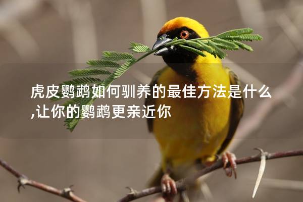 虎皮鹦鹉如何驯养的最佳方法是什么,让你的鹦鹉更亲近你