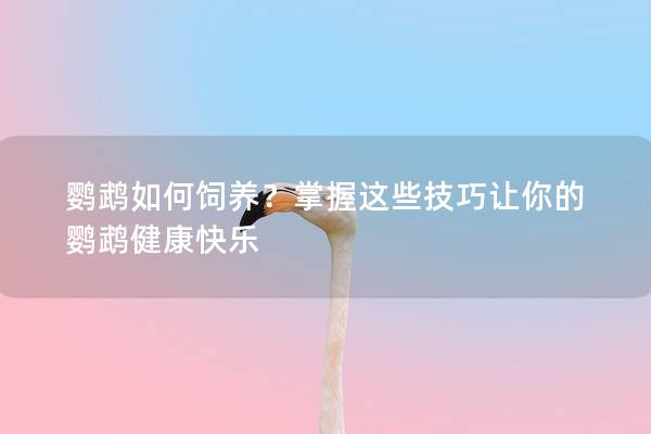 鹦鹉如何饲养？掌握这些技巧让你的鹦鹉健康快乐