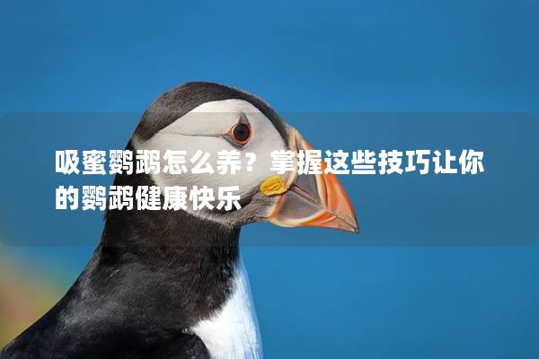 吸蜜鹦鹉怎么养？掌握这些技巧让你的鹦鹉健康快乐