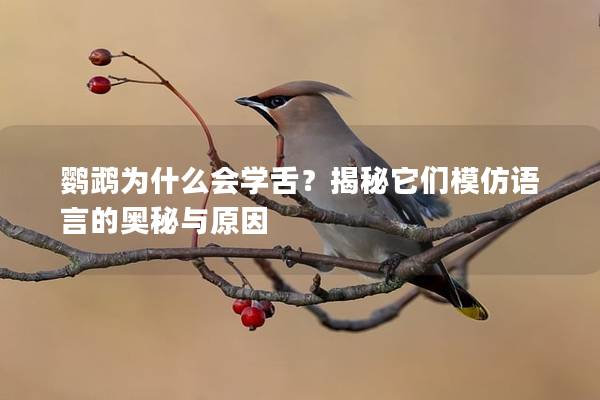 鹦鹉为什么会学舌？揭秘它们模仿语言的奥秘与原因