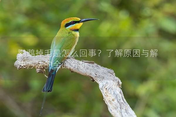 鹦鹉掉毛是怎么回事？了解原因与解决方法的全面分析