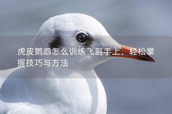 虎皮鹦鹉怎么训练飞到手上，轻松掌握技巧与方法
