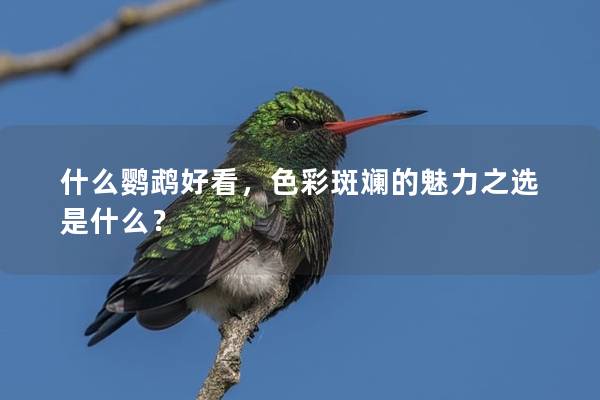 什么鹦鹉好看，色彩斑斓的魅力之选是什么？
