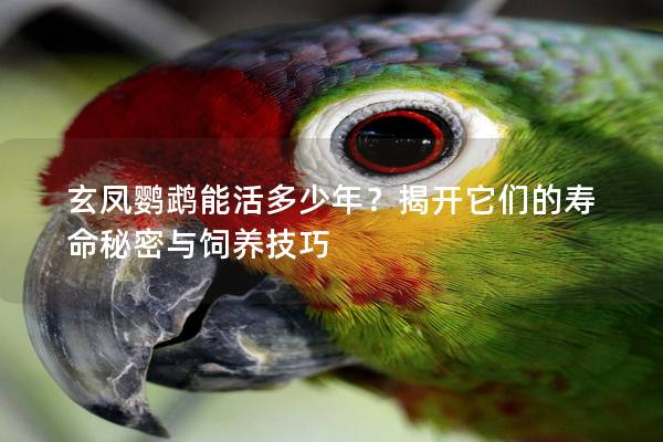 玄凤鹦鹉能活多少年？揭开它们的寿命秘密与饲养技巧