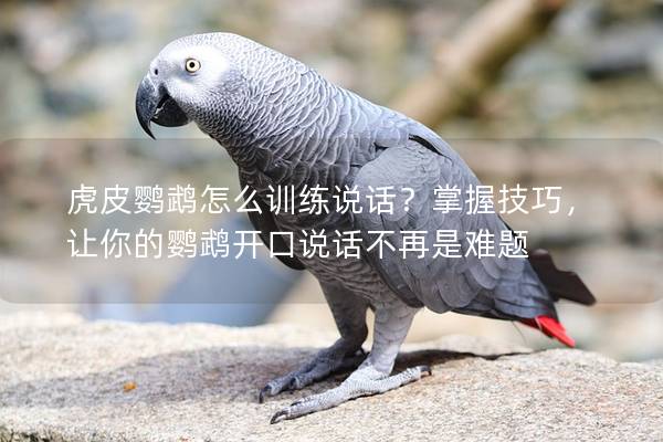 虎皮鹦鹉怎么训练说话？掌握技巧，让你的鹦鹉开口说话不再是难题