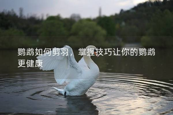 鹦鹉如何剪羽，掌握技巧让你的鹦鹉更健康