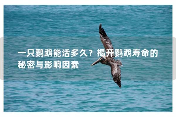 一只鹦鹉能活多久？揭开鹦鹉寿命的秘密与影响因素