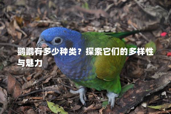 鹦鹉有多少种类？探索它们的多样性与魅力