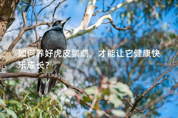 如何养好虎皮鹦鹉，才能让它健康快乐成长？