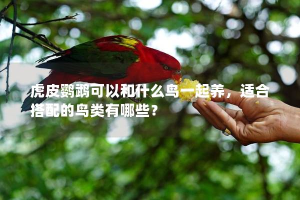 虎皮鹦鹉可以和什么鸟一起养，适合搭配的鸟类有哪些？