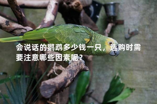 会说话的鹦鹉多少钱一只，选购时需要注意哪些因素呢？
