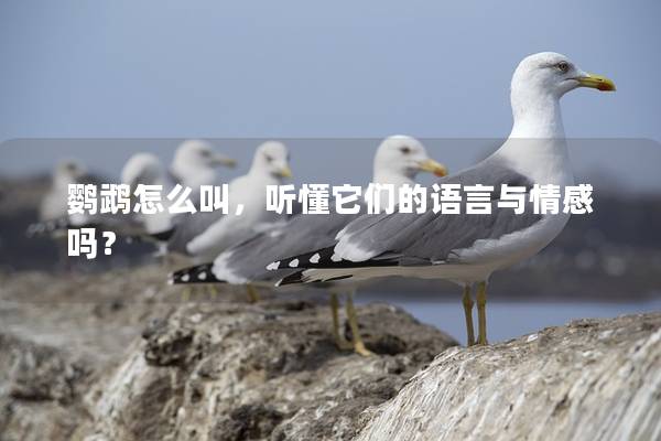 鹦鹉怎么叫，听懂它们的语言与情感吗？