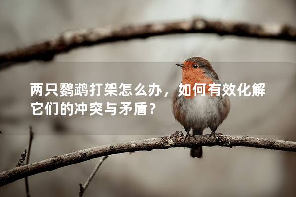 两只鹦鹉打架怎么办，如何有效化解它们的冲突与矛盾？