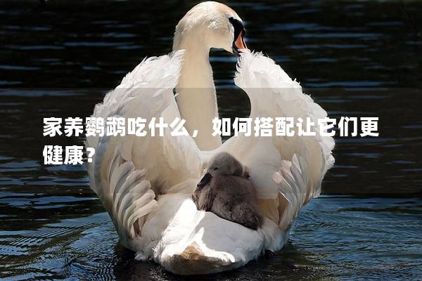 家养鹦鹉吃什么，如何搭配让它们更健康？