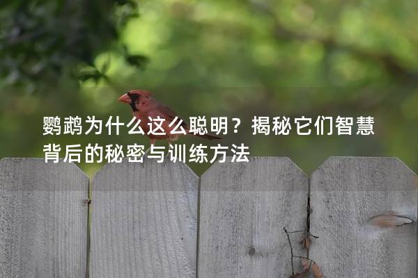 鹦鹉为什么这么聪明？揭秘它们智慧背后的秘密与训练方法