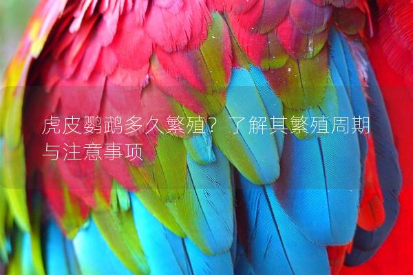 虎皮鹦鹉多久繁殖？了解其繁殖周期与注意事项