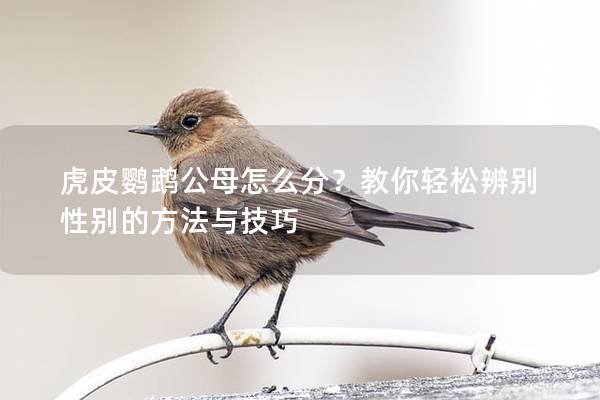 虎皮鹦鹉公母怎么分？教你轻松辨别性别的方法与技巧