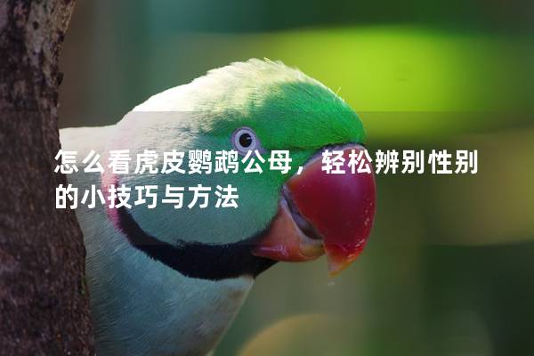 怎么看虎皮鹦鹉公母，轻松辨别性别的小技巧与方法
