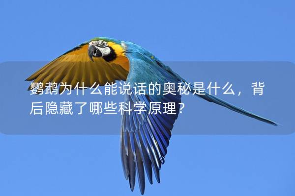 鹦鹉为什么能说话的奥秘是什么，背后隐藏了哪些科学原理？