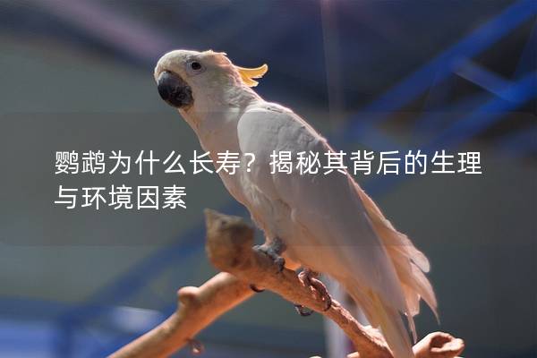 鹦鹉为什么长寿？揭秘其背后的生理与环境因素