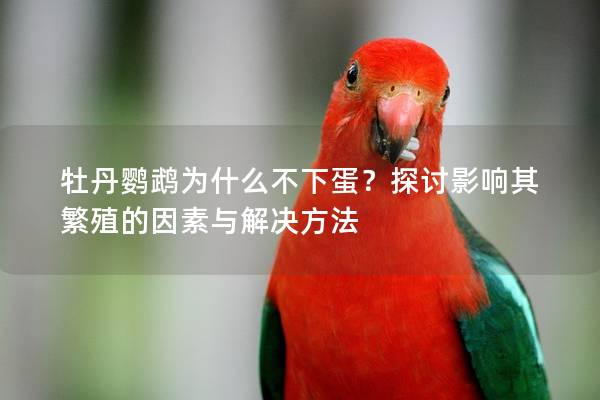 牡丹鹦鹉为什么不下蛋？探讨影响其繁殖的因素与解决方法