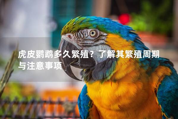 虎皮鹦鹉多久繁殖？了解其繁殖周期与注意事项