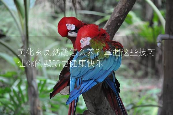 黄化玄凤鹦鹉怎么养？掌握这些技巧让你的鹦鹉更健康快乐