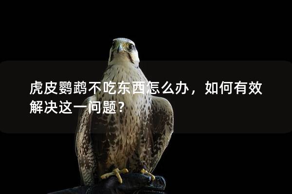 虎皮鹦鹉不吃东西怎么办，如何有效解决这一问题？