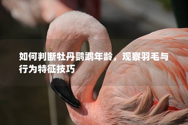 如何判断牡丹鹦鹉年龄，观察羽毛与行为特征技巧