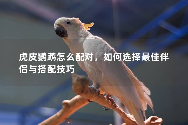 虎皮鹦鹉怎么配对，如何选择最佳伴侣与搭配技巧