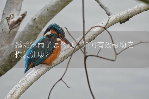 鹦鹉淋雨了怎么办，如何有效帮助它恢复健康？