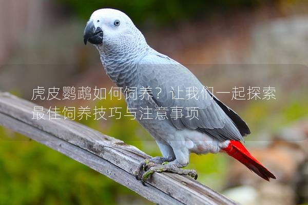 虎皮鹦鹉如何饲养？让我们一起探索最佳饲养技巧与注意事项