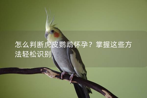 怎么判断虎皮鹦鹉怀孕？掌握这些方法轻松识别