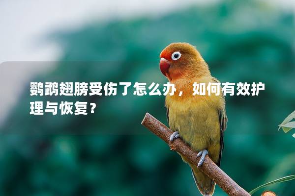 鹦鹉翅膀受伤了怎么办，如何有效护理与恢复？
